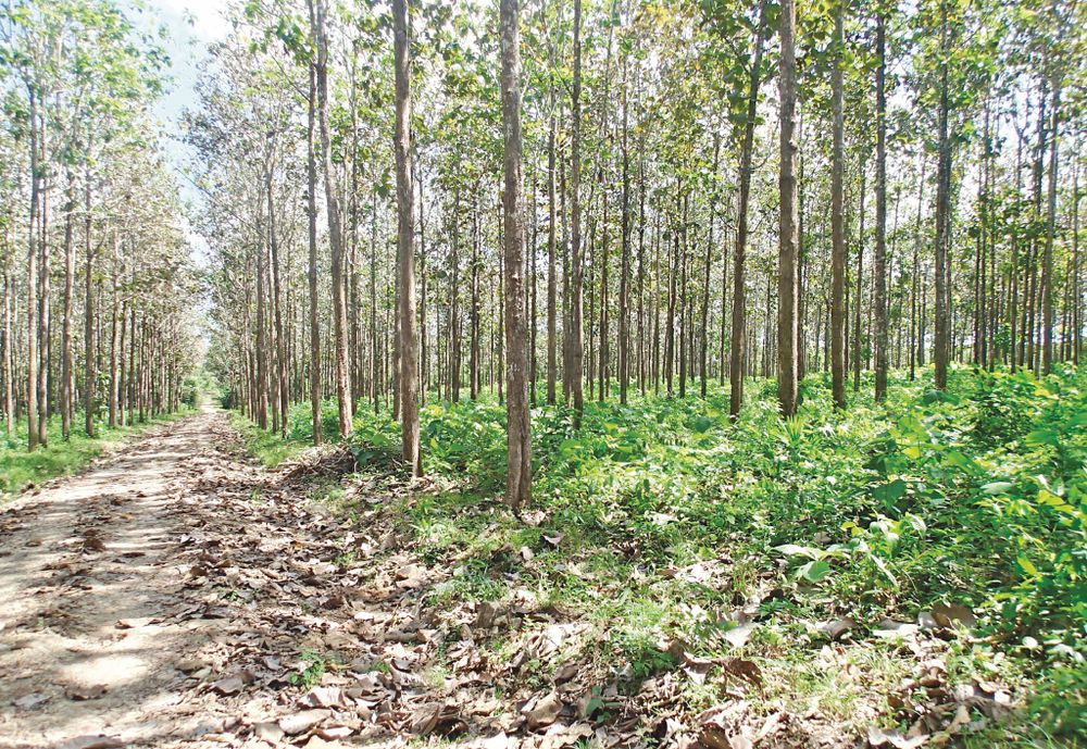 Biombo de madera de teca marrón PANAMARA