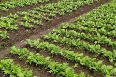 SaveClip.App_464759161_18466818400023052_6064549088592017266_n