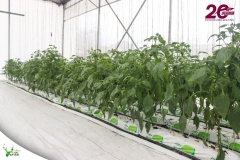 SaveClip.App_587782593_18546421912023052_9149540933489267636_n